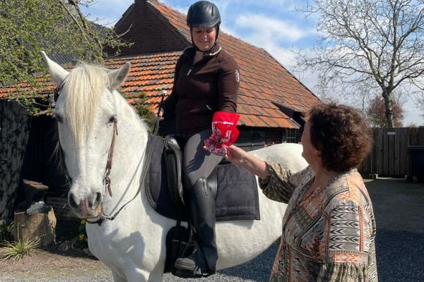 Paarden in bos